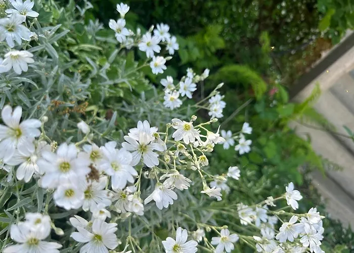 Erholung In Der Freiheit *